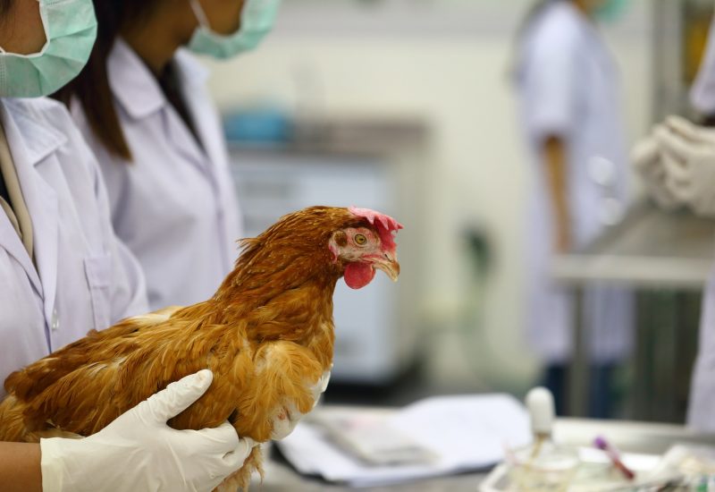 Animal,Health,Examination.,Veterinary,Wellness,Exam,Physical,Check,Up,In